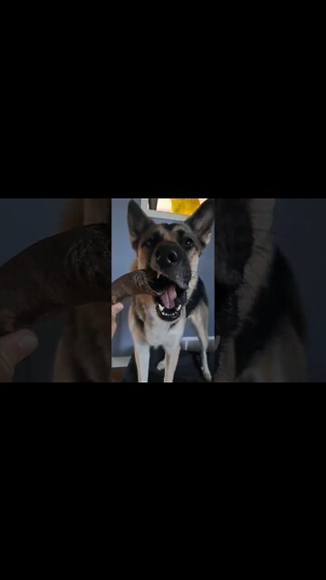 Maple Loves Her Bison Horn #shorts