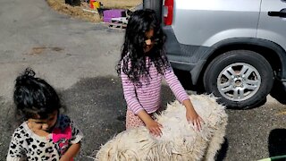 Kids Bathing Great Pyrenees