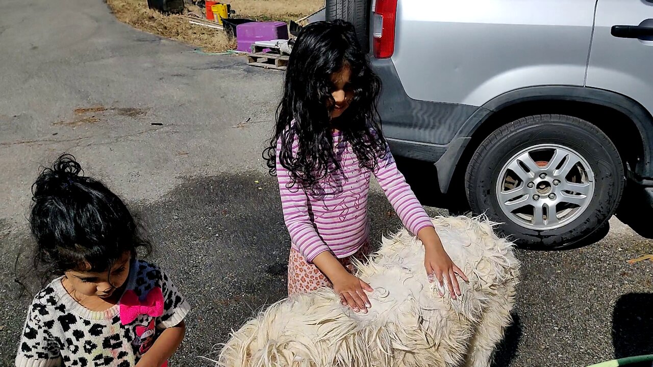 Kids Bathing Great Pyrenees