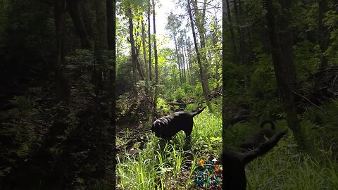 Dogs grazing in the forest.