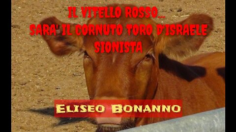 IL VITELLO ROSSO... SARA' IL CORNUTO TORO D'ISRAELE SIONISTA