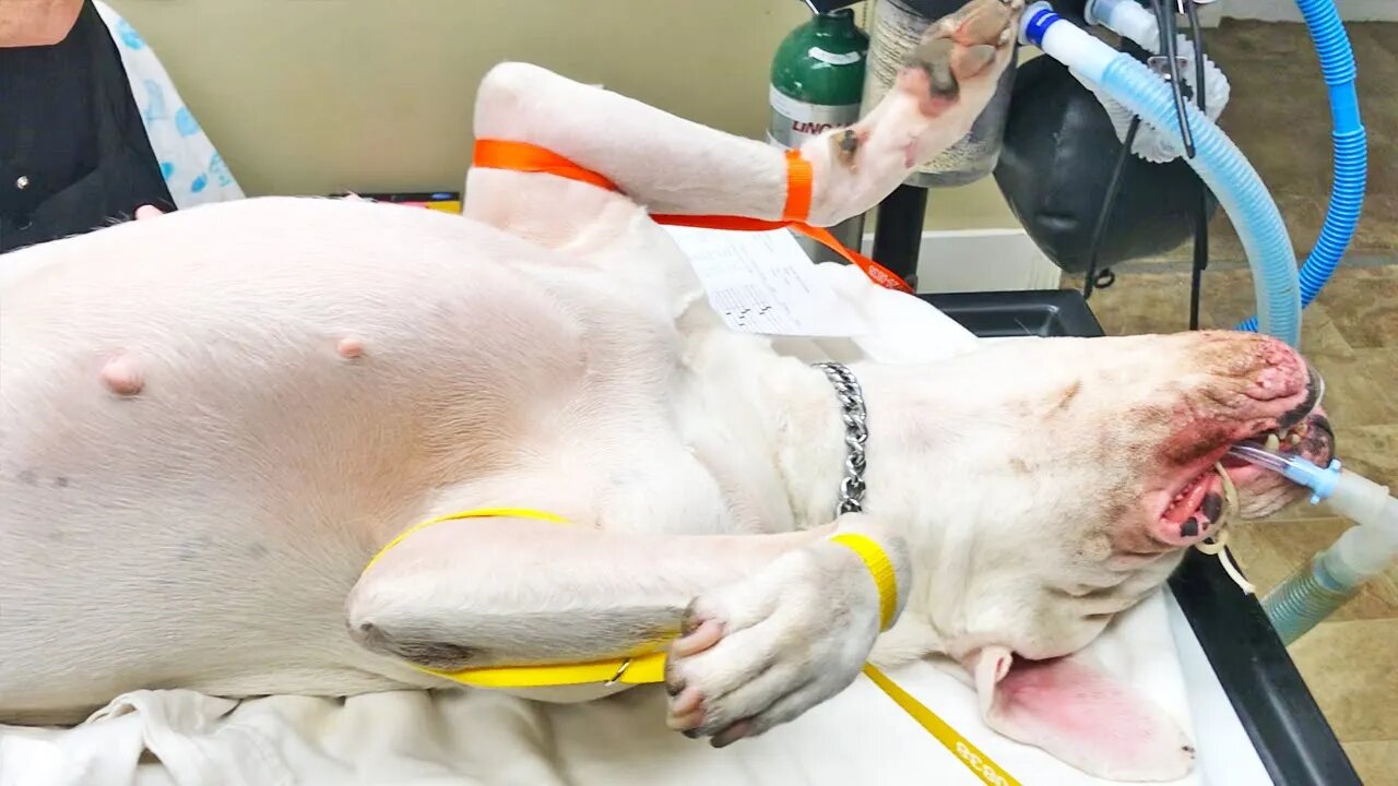 Darla the Dogo Argentino's Spay Operation (with all the educational details) [GUWD#22]