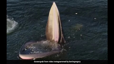 Are you serious? 😱 An Eden's whale 🐳 opens up the mouth and trap feeding the fishes.