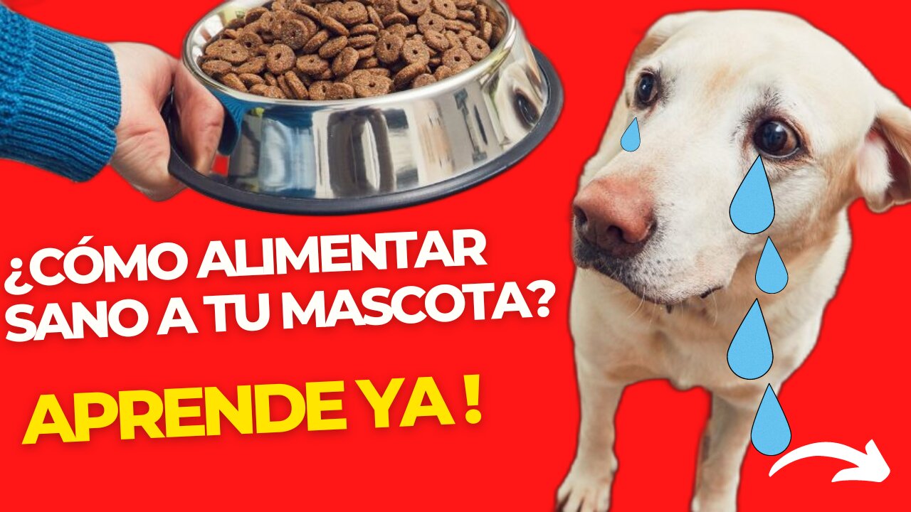 Aprende a alimentar saludablemente a tus mascotas ! πΆπ±ππββ¬πͺπ¦ͺπ₯