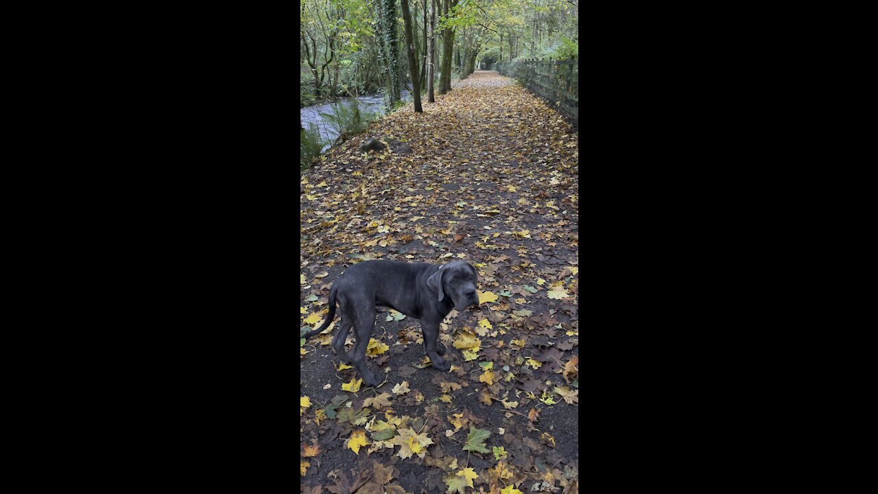 Cane Corso Puppy