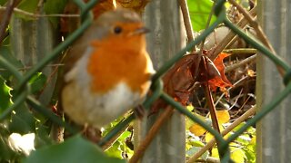 Friendly Robin #short