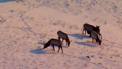 Elk herd eating breakfast near C470 and I-70