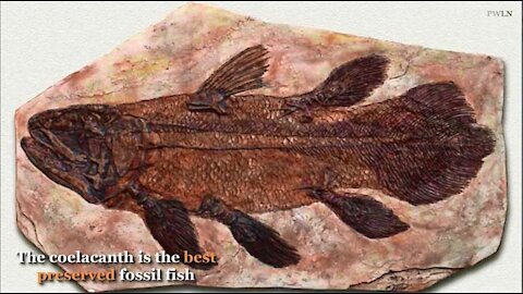 Coelacanth - Living fossil fish