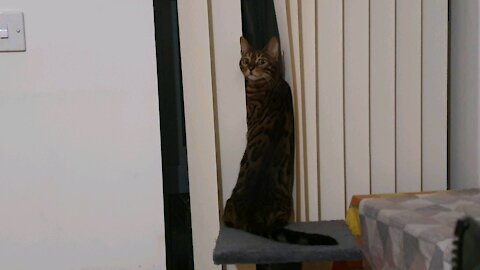 Funny cat looking on window