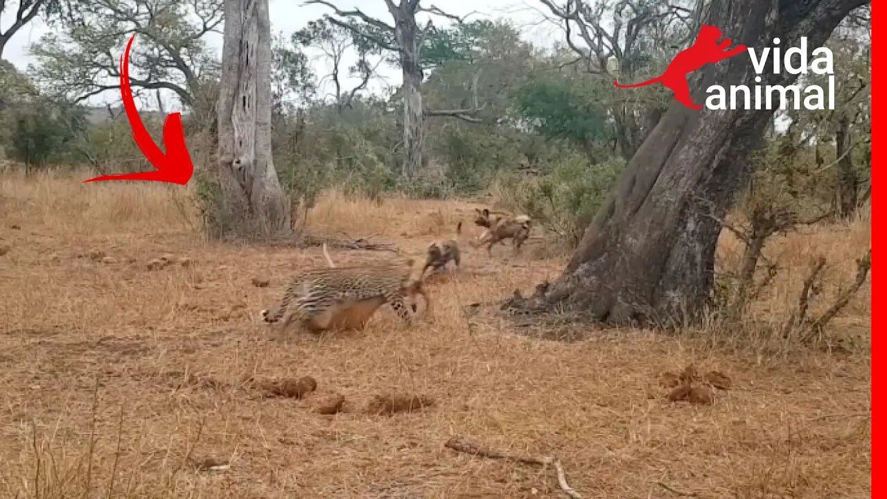 CÃES SELVAGENS ROUBAM PRESA DE LEOPARDO - VIDA ANIMAL