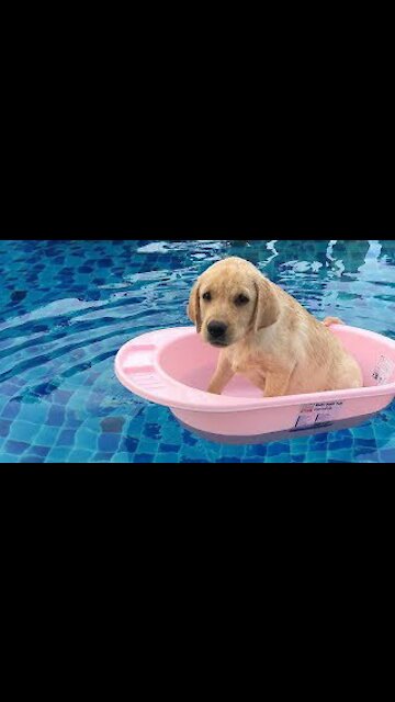 Super Funny Dog Videos #4 | Chihuahua TV