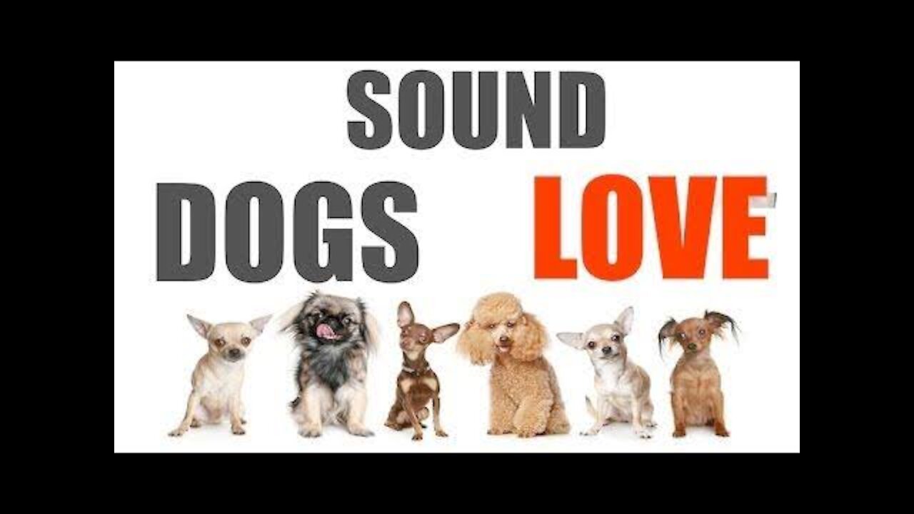 Best sounds your dog loves, sounds that attract dogs