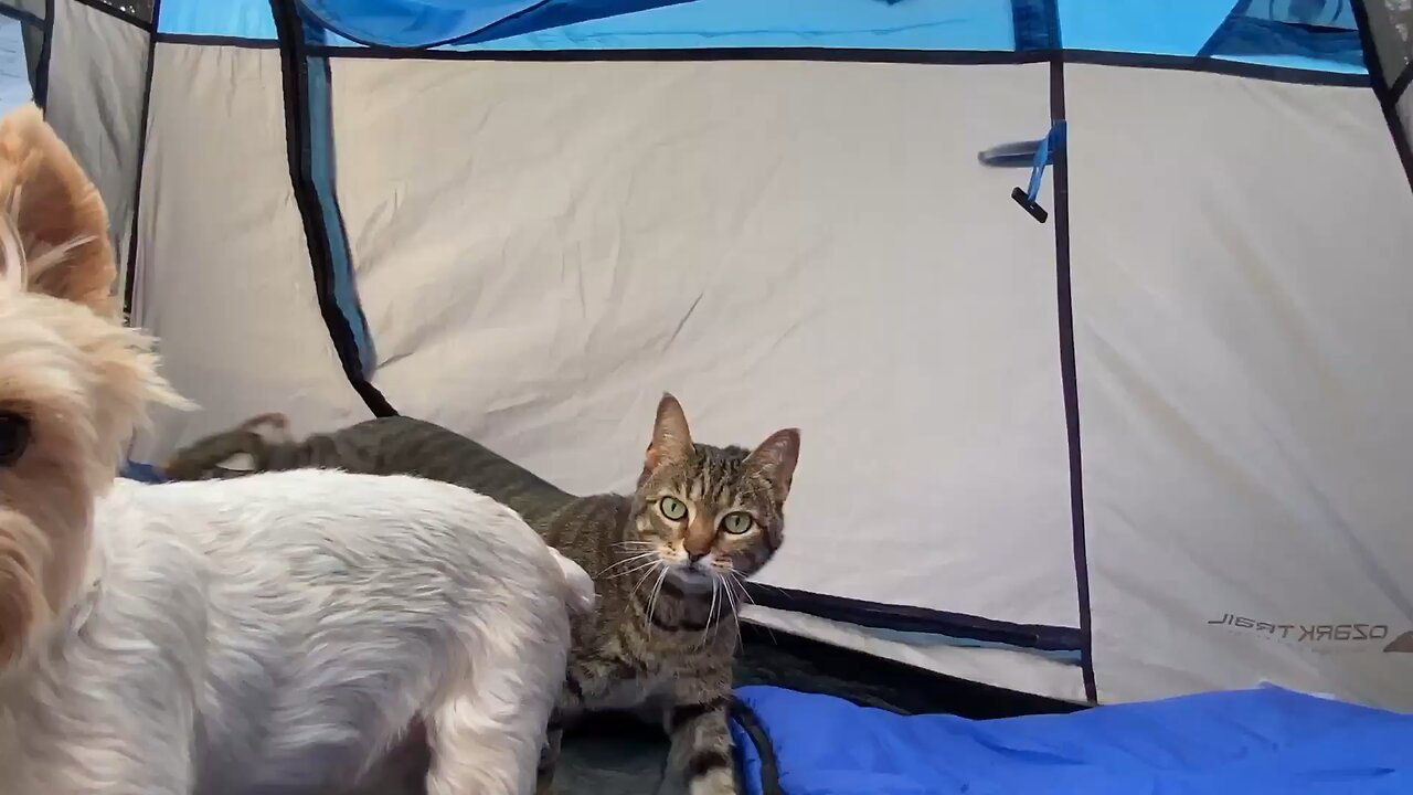 Camping pets!