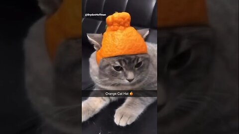 Funny Cat Meme