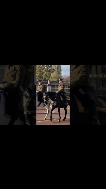 Army horses South African state visit #buckinghampalace