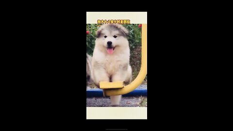 Fluffy dog enjoying swings 🐶