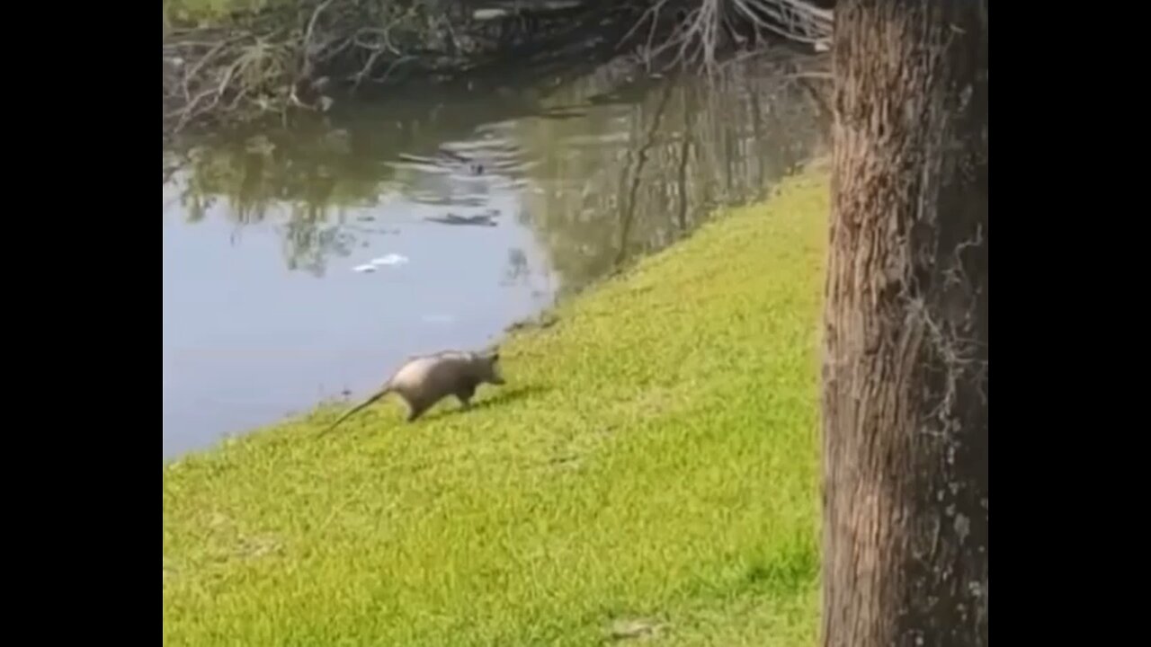 Crocodile in action 😱😱#wildlifemagictv #wildlife #wild #life #nature #animals #crocodile