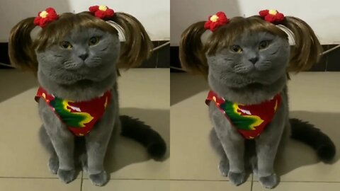 Scottish fold funny cat