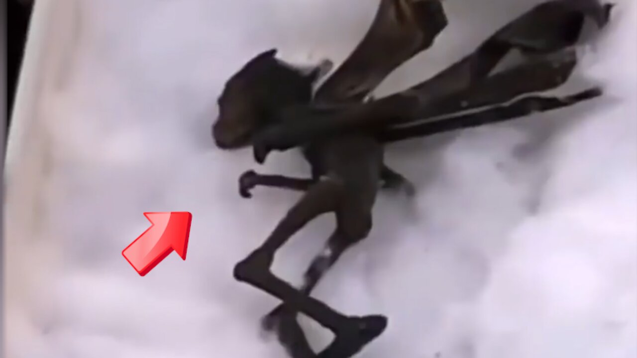 Mummified small winged leggy people [space]