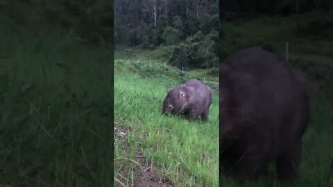 Close up of our resident wombat ❤️