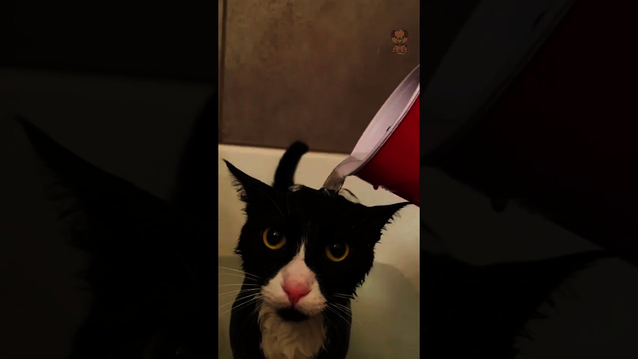 Just my Kitty Getting a Bath🥰😱❤️Try Not To Laugh - Best Cats | Funny Cats Life #Shorts