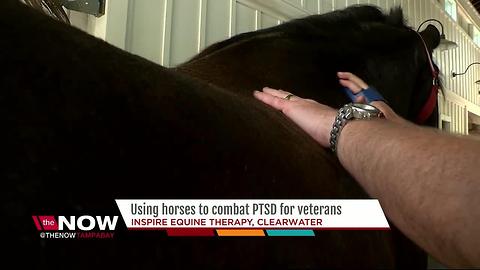 Using horses to combat PTSD for veterans