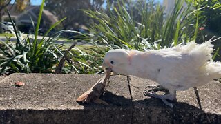 Gizmo the cockatoo throws sticks