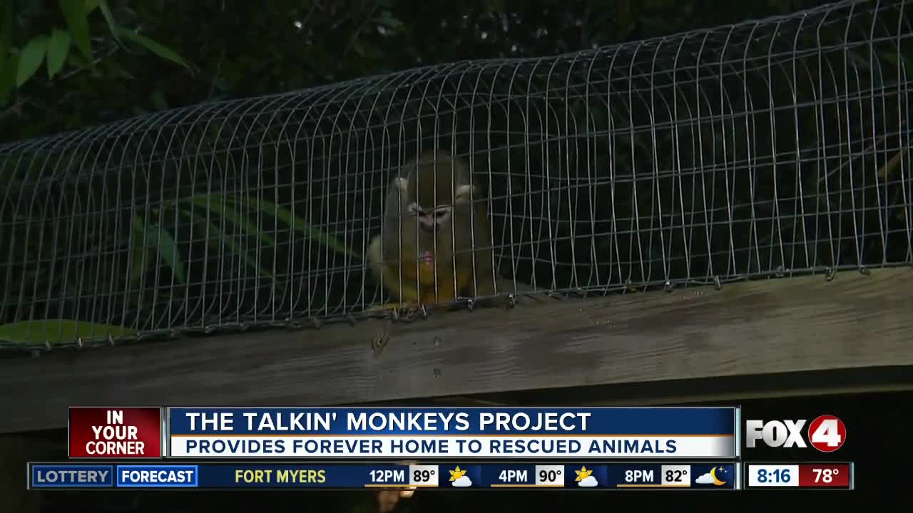 The Talkin' Monkeys Project provides forever home to rescued animals