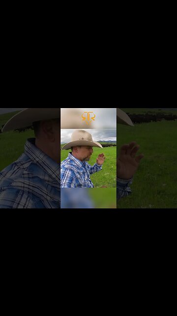 Why Are Cows Bawling? 🐮🐮