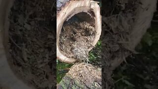 Always Check Your Trees That Fall Down tiktok katfish84