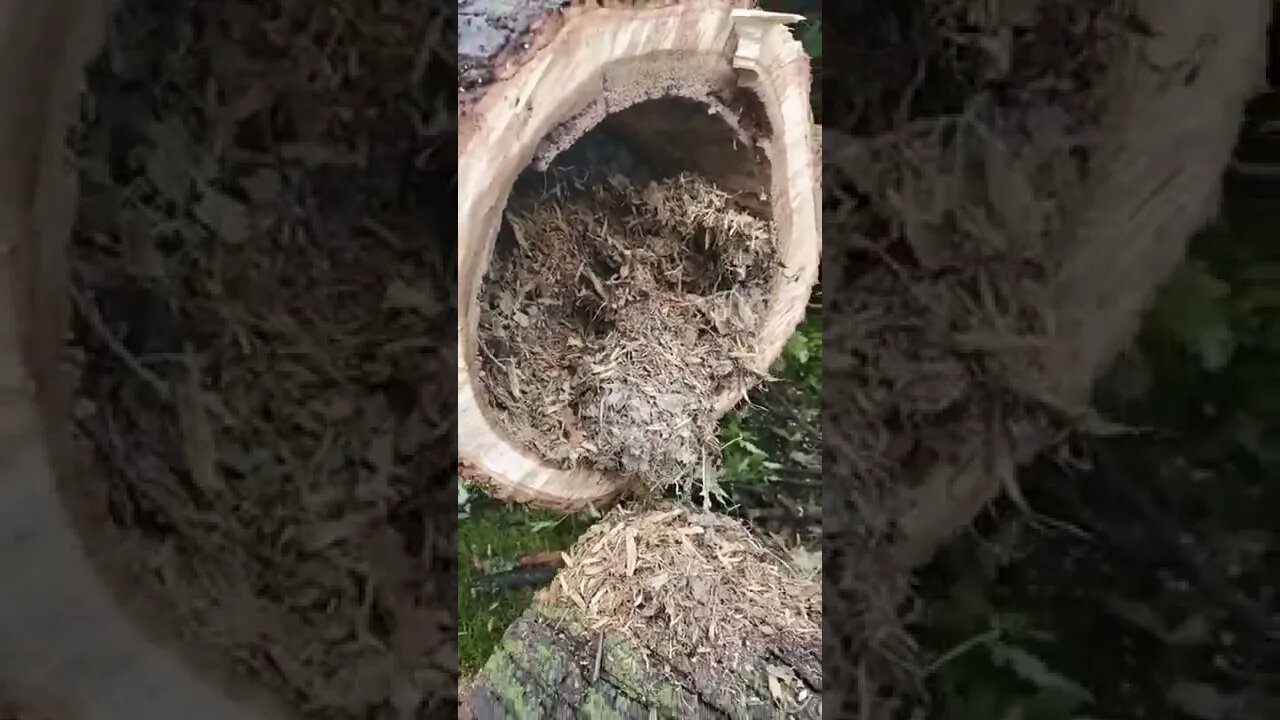 Always Check Your Trees That Fall Down tiktok katfish84