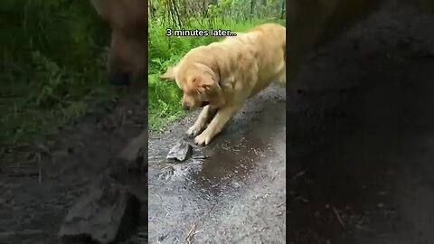 Someone Suggested We Try Fake Rocks tiktok yumadog