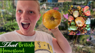 Allotment Harvest! Tomatoes, aubergine, and Cucumbers!