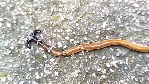 It's crawling. Do you know what it is..., YouVlog_Video
