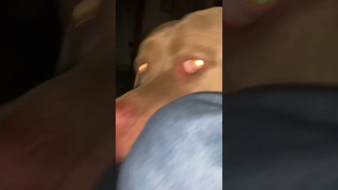 Dangerous dog bro #dog #angry #fighting