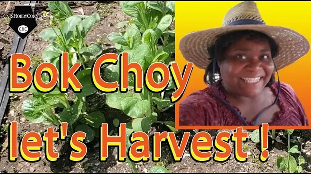 Bokchoy, Let's Harvest 7May2022