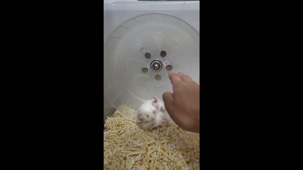 What if you touch a melted hamster?