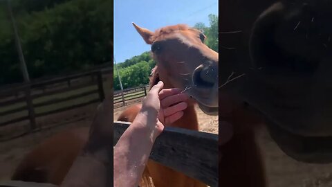 Horses big and small