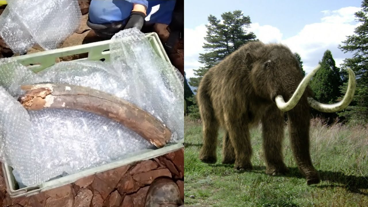 Woolly Mammoth Tusk Found in 'Once in a Lifetime' Discovery