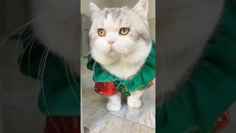 наши милые котики