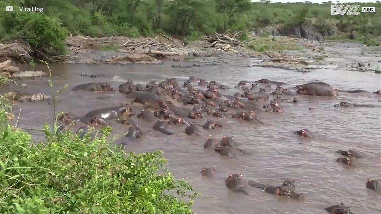 30 hippopotames s'attaquent à 1 crocodile