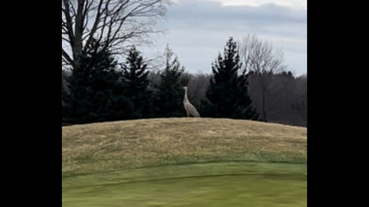 Dinosaur or maybe just a Sandhill Crane