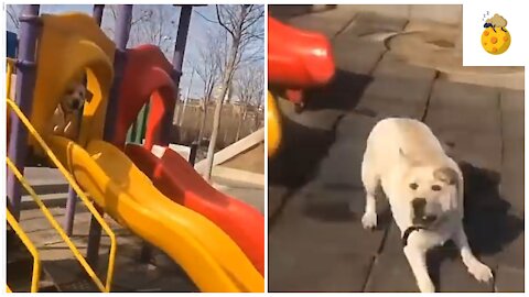 happy cute dog coming down the slide