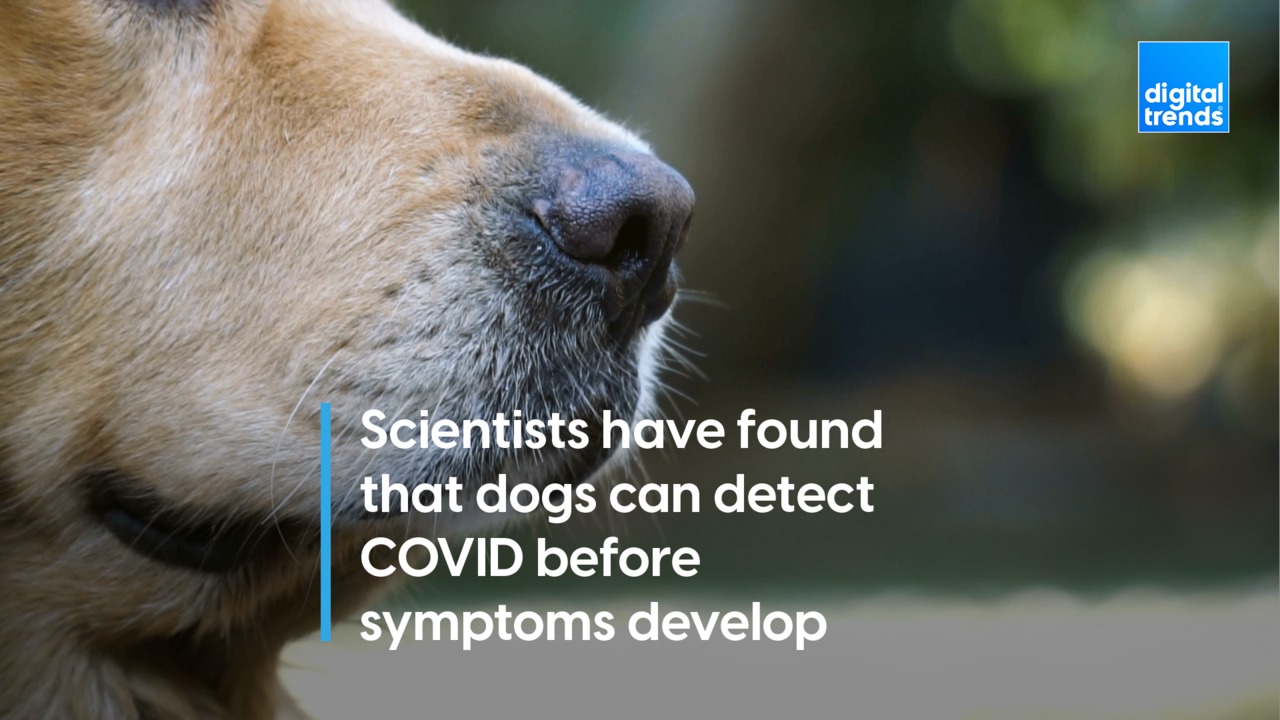 Sniffer dogs could detect COVID-19 days before symptoms occur