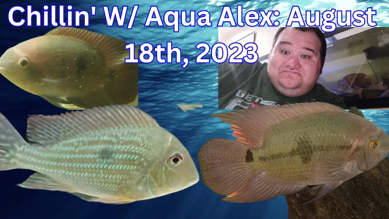 Chillin' W/ Aqua Alex Cardinale: August 18th, 2023