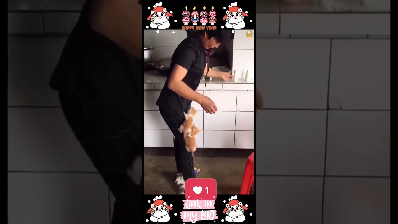 #10_😂😹😂 #Cute #Animals #For #When #You #Are #Stressed 😂😹😂 (#2022)