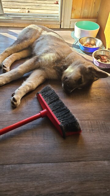 Energetic puppy makes sweeping more fun
