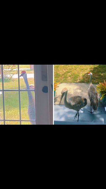 Sandhill Crane Knocks On Door For Human's Attention