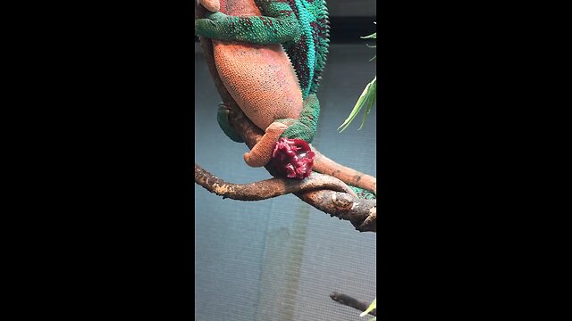 Panther chameleon hemipenes