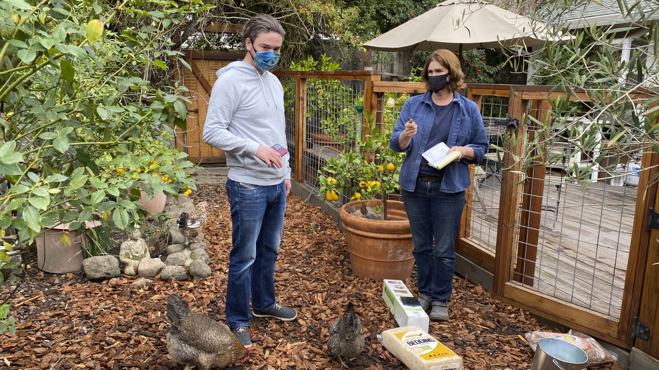 Demand For Backyard Chickens Surges Amid Pandemic